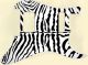 Zebra 1