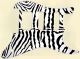 Zebra 1