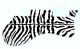 Zebra 1