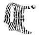Zebra 1