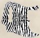 Zebra 1