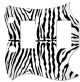 Zebra 1