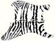 Zebra 1
