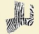 Zebra 1
