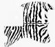 Zebra 1