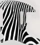 Zebra 2