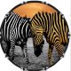 Zebra 4