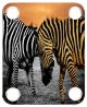 Zebra 4
