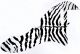 Zebra 1