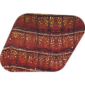 Alligator