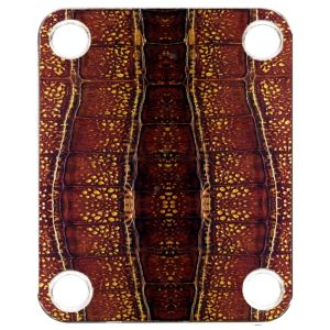 Alligator