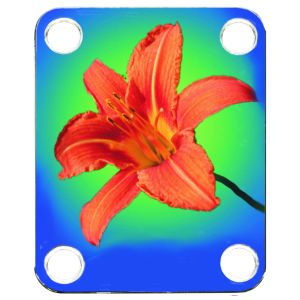 Flower 1