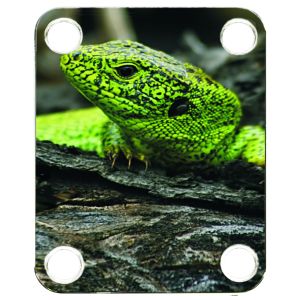 Green Lizard 1