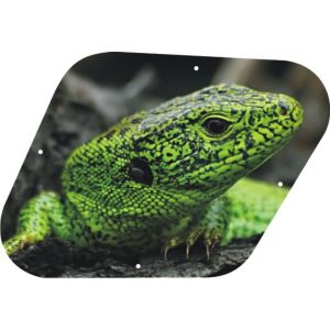 Green Lizard