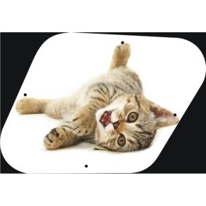 Kitten
