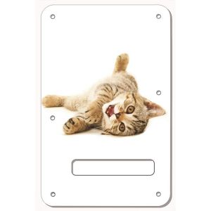 Kitten