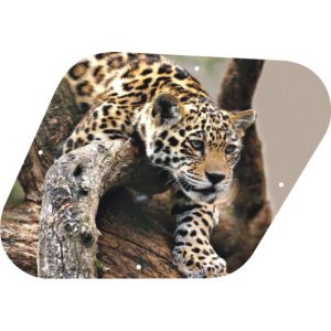 Leopard Decending Branch