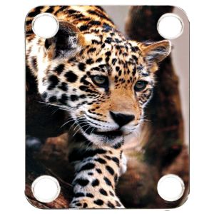 Leopard Decending Branch