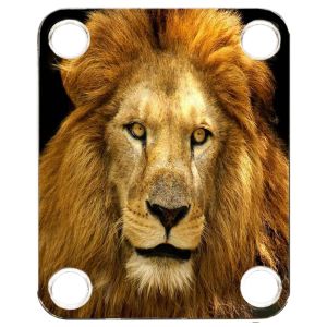 Lion 1