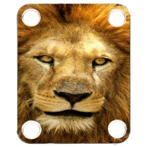 Lion 2