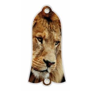 Lion 1