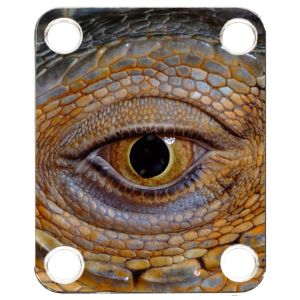 Reptile Eye