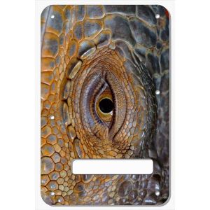 Reptile Eye