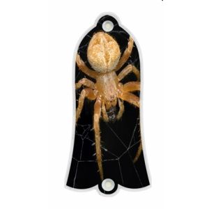 Spider 2