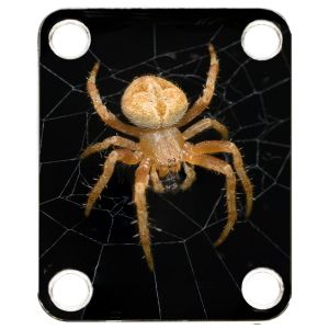 Spider 2