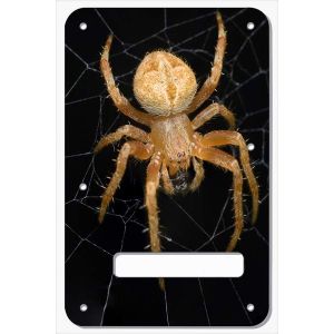 Spider 2