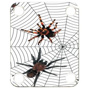 Spiders