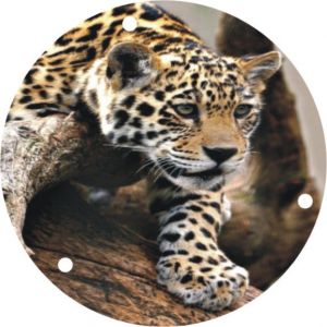Leopard Decending Branch