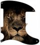 African Lion - Tele Esquire