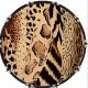 Animal Pattern