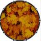 Autumn Leaf 1