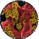 Bacteria 2