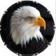 Bald Eagle 2