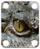 Eye Crocodile 1