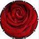Flower Rose Wet