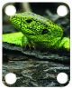 Green Lizard 1