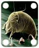 Microbe Mite