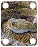 Snake Rattler