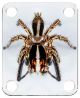 Spider 11
