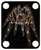 Spider 4