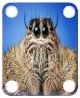 Spider Jumping