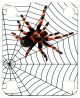 Spider on Web 1