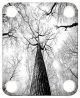 Trees 3